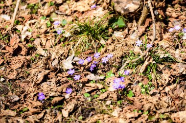 liverleaf çiçekler, Bahar Orman yatak bir arka plan üzerinde eski yaprakları ve birkaç yeşil yaprak mantarı nobilis
