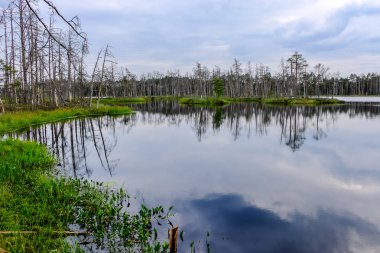 ölü ağaç gövdeleri bataklık su bataklık alanda sonbahar renkli ağaçlar ve bitki örtüsü ile yansımaları gün batımında