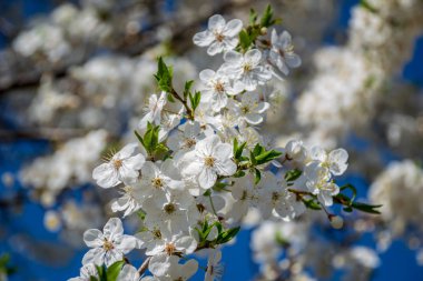 arka plan üzerinde bulanık mavi gökyüzü ile erken baharda çiçek açan elma ağacı 