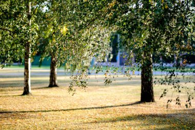 huş ağaçları ile sonbahar park sarı ve yeşil yapraklarla kıştan önce arka plan bulanıklık