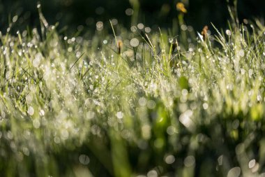Sonbaharın güzel güneş ışığı ve renkli çiçeklerle yeşil çim çayırda çiğ damlaları