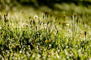 Sonbaharın güzel güneş ışığı ve renkli çiçeklerle yeşil çim çayırda çiğ damlaları