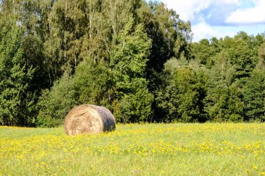 rulo saman uzak orman çevresinde ve sarı çiçek çiçek açan çayırda yeşil çimenlerin üzerinde kırsal alanında döşeme