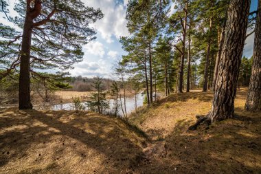 çim ve ağaçların bahar kırsal olay yerinde göl kıyısı gün temizleyin