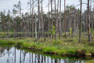 ölü ağaç gövdeleri bataklık su bataklık alanda sonbahar renkli ağaçlar ve bitki örtüsü ile yansımaları gün batımında