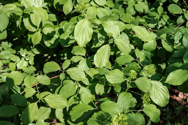 Folhas Verdes Ramos Verão Luz Solar Brilhante — Fotografia de Stock