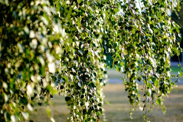 Abedules Con Hojas Amarillas Verdes Parque Otoño Con Fondo Borroso —  Fotos de Stock