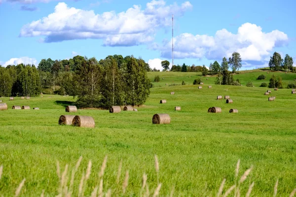 Rolls Hay Laying Distant Field Countryside Green Grass Meadow Forest — Stock Photo, Image