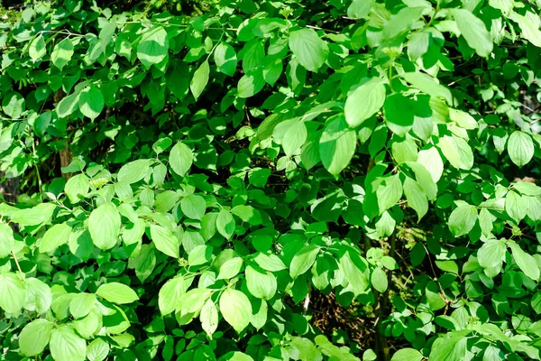 Grüne Blätter Zweigen Sommer Helles Sonnenlicht — Stockfoto