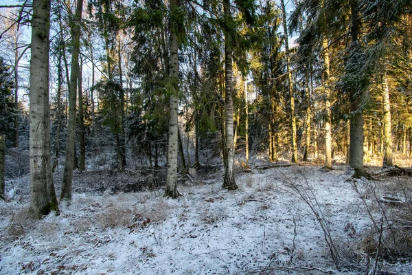 Verschneite Winterlandschaft Mit Schnee Und Gefrorenen Bäumen Und Bewölktem Himmel — Stockfoto