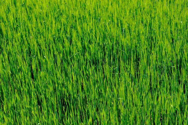 Groen Gras Zomer Fel Zonlicht — Stockfoto