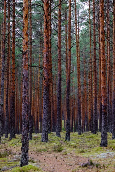 Wandelpad Het Bos Het Groene Zomer Bos Met Zonlicht — Stockfoto