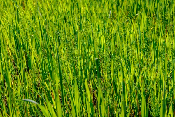 Grünes Gras Sommer Helles Sonnenlicht — Stockfoto