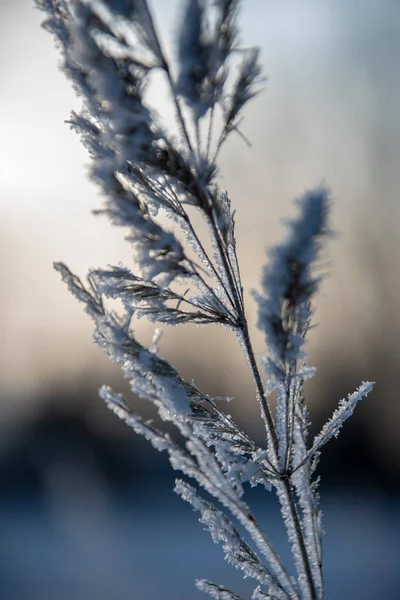 Vegetação Congelada Inverno Borrão Textura Fundo Fron Folhas Ramos Frio — Fotografia de Stock