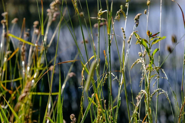 Vodní Tráva Létě Rozostřeného Pozadí Břehu Jezera — Stock fotografie