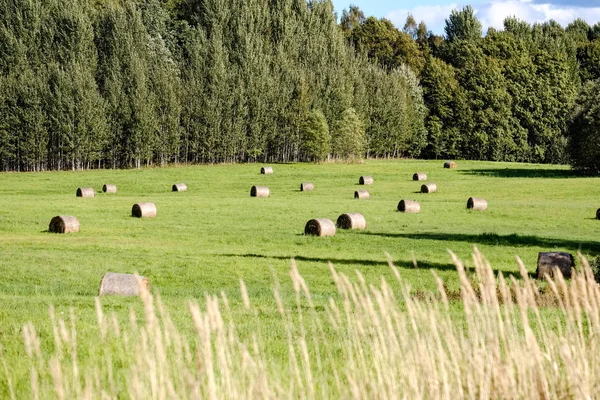 Rolls Hay Laying Distant Field Countryside Green Grass Meadow Forest — Stock Photo, Image