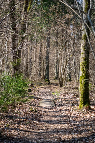 Vieille Route Dans Forêt Avec Des Feuilles Brunes Premier Feuillage — Photo