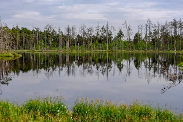 Reflexões Troncos Árvores Mortas Água Pântano Pôr Sol Área Pântano — Fotografia de Stock