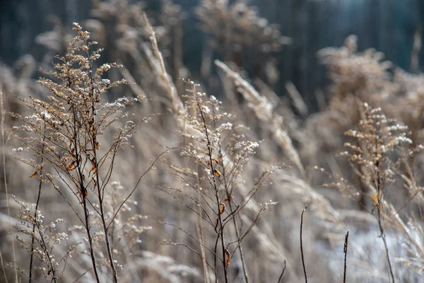 Vegetación Congelada Invierno Sobre Fondo Borroso Textura Fron Hojas Ramas — Foto de Stock