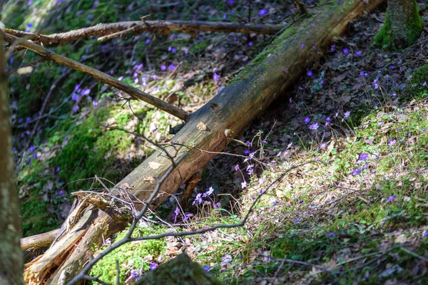 Liverleaf 春の背景に林床の落ち葉といくつかの緑の葉の肝ノビリス — ストック写真