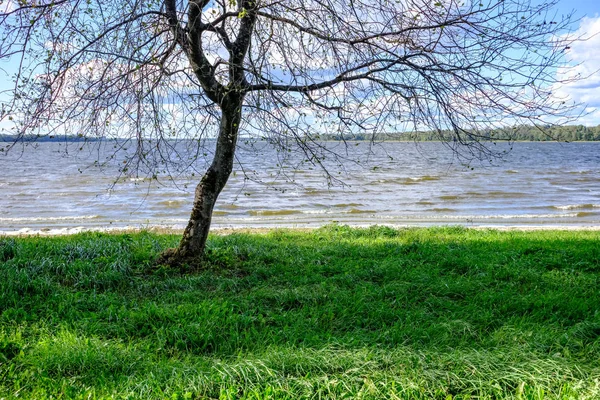 秋の湖畔に葉のない孤独な木 — ストック写真
