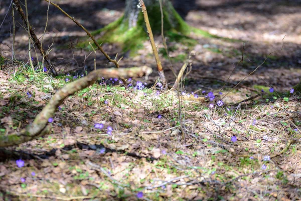 Flores Hoja Hígado Hepatica Nobilis Cama Bosque Primavera Sobre Fondo —  Fotos de Stock