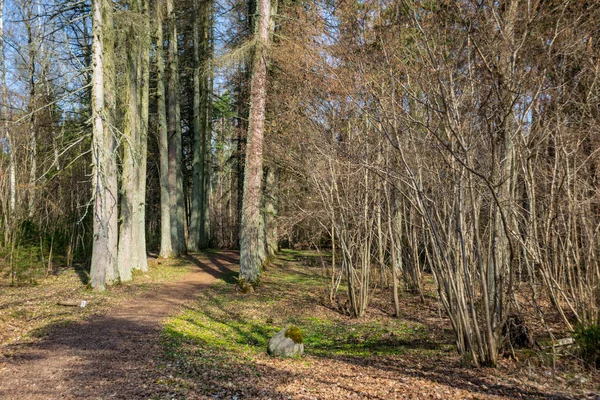Gamla Vägen Skogen Med Bruna Blad Och Första Bladverk Växer — Stockfoto