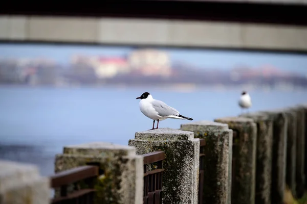 Seagull Sitting Rails Bridge Urban Area — Stock Photo, Image
