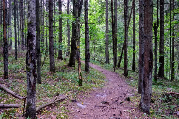 Wanderweg Wald Grünen Sommerwald Mit Sonnenlicht — Stockfoto