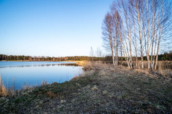 Margem Lago Com Grama Árvores Cena Campestre Primavera Dia Claro — Fotografia de Stock