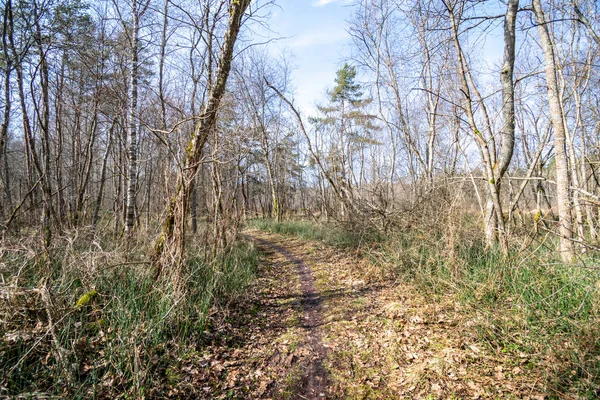 Oude Weg Bos Met Bruine Bladeren Eerste Loof Groeit Zonnige — Stockfoto