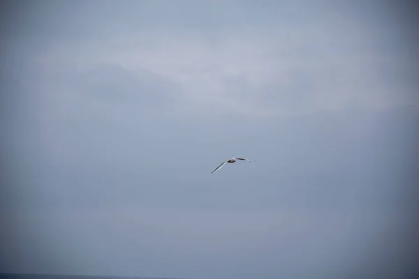 Oiseau Volant Dans Ciel Hiver Froid Scène Ensoleillée Avec Ombres — Photo