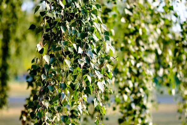 Abedules Con Hojas Amarillas Verdes Parque Otoño Con Fondo Borroso —  Fotos de Stock