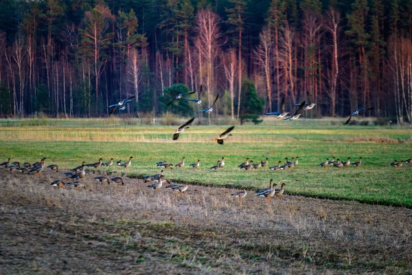 Stol Mare Gâscă Adună Câmp Pentru Zbura Spre Sud Păsări — Fotografie, imagine de stoc