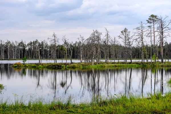 ölü ağaç gövdeleri bataklık su bataklık alanda sonbahar renkli ağaçlar ve bitki örtüsü ile yansımaları gün batımında