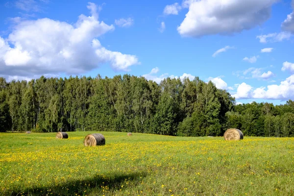 Рулони Сіна Лежать Віддаленому Полі Сільській Місцевості Зеленій Траві Лузі — стокове фото