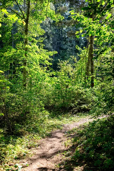 太陽の光と緑の夏の森で森の中のトレイルをハイキング — ストック写真
