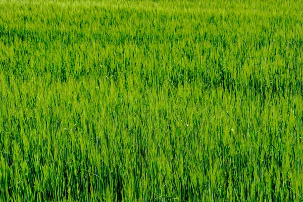 Hierba Verde Verano Luz Del Sol Brillante —  Fotos de Stock