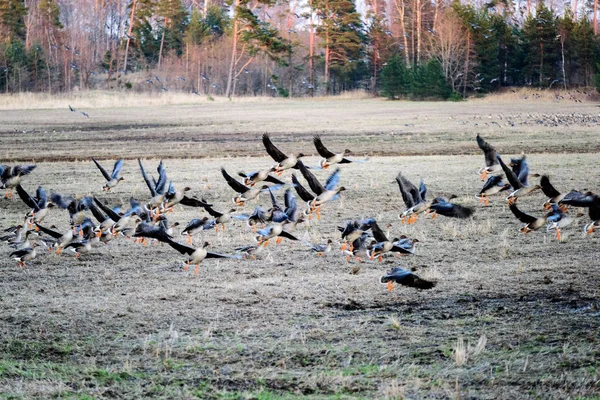 南に飛行するフィールドで収集のガチョウの大群 ラトビアの渡り鳥 ガチョウはガンカモ科の水鳥 — ストック写真