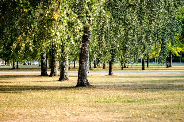 冬の前にぼかしの背景を持つ秋の公園で黄色と緑の葉が付いている木をバーチします — ストック写真