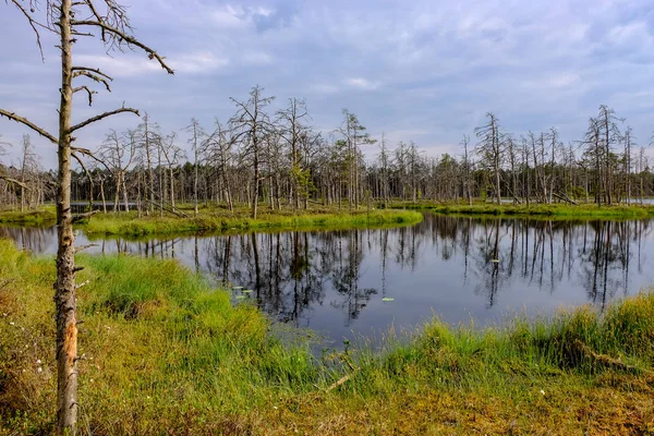 Refleksje Martwych Pni Wodzie Bog Zachodzie Słońca Teren Bagienny Jesiennych — Zdjęcie stockowe