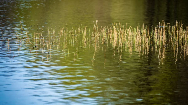 Gras Groeit Meer Heldere Dag — Stockfoto