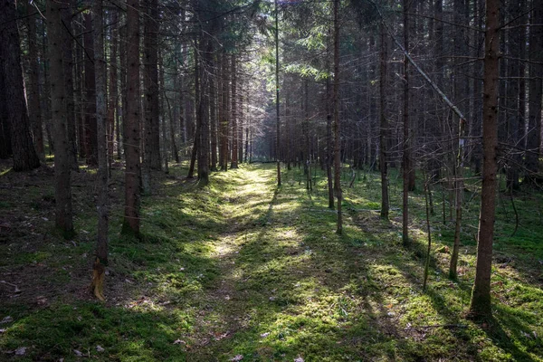 old road in forest with first foliage growing at spring sunny day 