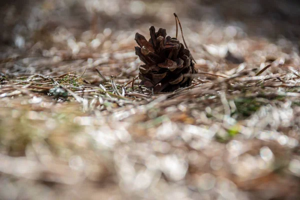 Pinho Cone Árvore Com Folhas Secas Grama Que Coloca Cama — Fotografia de Stock