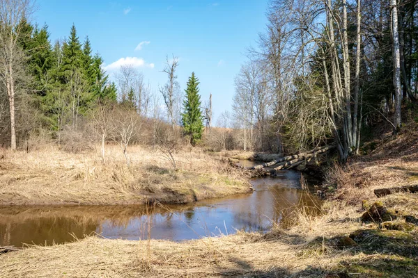 Břehu Jezera Trávou Stromy Krajině Scéně Jarní Slunečno — Stock fotografie