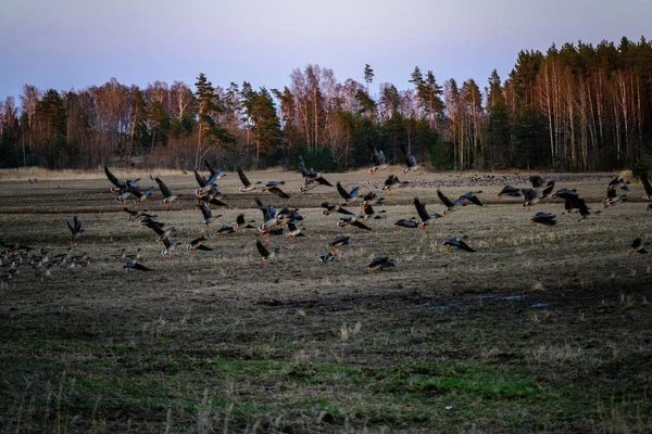 Stor Flock Gåsen Insamling Fältet Att Flyga Söderut Flyttfåglar Lettland — Stockfoto