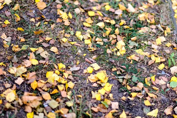 Daun Pohon Kuning Tergeletak Aspal Pada Musim Gugur Dengan Cahaya — Stok Foto