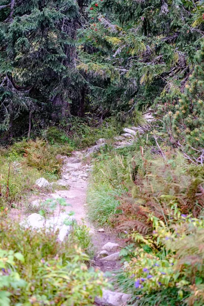 슬로바키아에서 타트라 Tatra 하이킹 트레일입니다 구름으로가 명확한 Mounatin — 스톡 사진