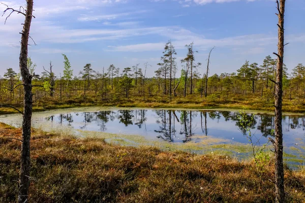 Reflecties Van Dode Boomstammen Moeras Water Bij Zonsondergang Moerasgebied Met — Stockfoto