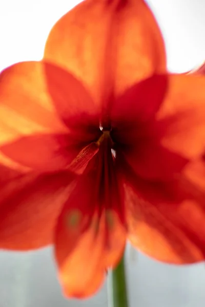 Röda Blommor Fönstret Ett Rum Med Oskärpa Bakgrund Närbild Skott — Stockfoto